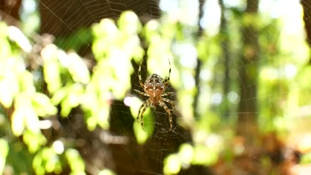 蜘蛛は蜘蛛の巣に座っています。Web は、太陽に注がれています。Stedikam ショットの背景に適しています. — ストック動画