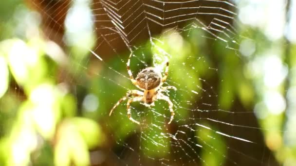 De spin zit op een spinnenweb. De spin beschermt door het plaatsen van de poten omhoog. — Stockvideo