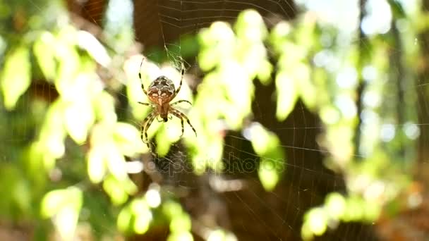 La araña está sentada en una telaraña. La tela se vierte en el sol. Stedikam tiro es adecuado para el fondo . — Vídeo de stock