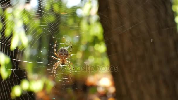 蜘蛛は蜘蛛の巣に座っています。Web は、太陽に注がれています。Stedikam ショットの背景に適しています. — ストック動画