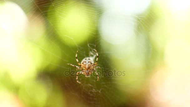 A aranha está sentada numa teia de aranha. A aranha protege colocando as patas para cima . — Vídeo de Stock