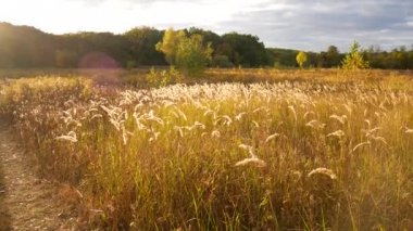 Uzun otların güneşin ışınları sallandı. Sessiz video alanında Güneş'ten kablolama ile. Arka plan için uygundur..