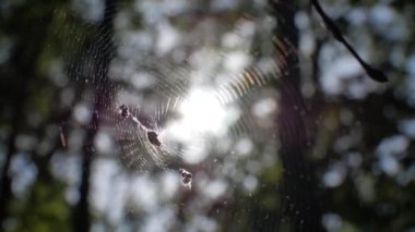Örümcek örümcek ağı üzerinde oturuyor. Web güneşin içine dökülür. Stedikam atış arka plan için uygundur.