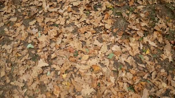 Herfst bos. Gevallen herfstbladeren liggen op de grond. — Stockvideo