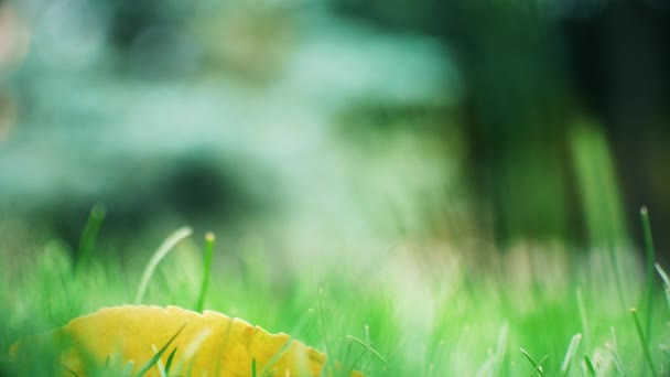 Herbstgelbes Blatt auf grünem Gras. ein gefallenes Blatt auf dem Gras. — Stockvideo