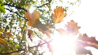 Sonbahar yaprakları bir ağaç üzerinde. Yaprakları güneş parlıyor.