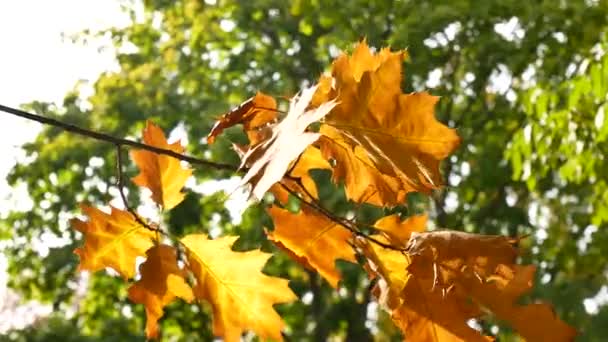 Sonbahar yaprakları bir ağaç üzerinde. Yaprakları güneş parlıyor. — Stok video