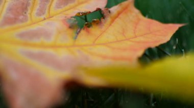 Sonbahar sarı yaprak yeşil çimenlerin üzerinde. Çimlerin üzerine düşen bir yaprak.