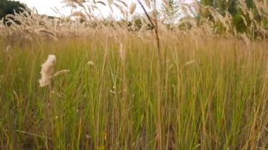 Spikelets ve çim rüzgarda. Çim ile yürüme, birisi çalıyor.