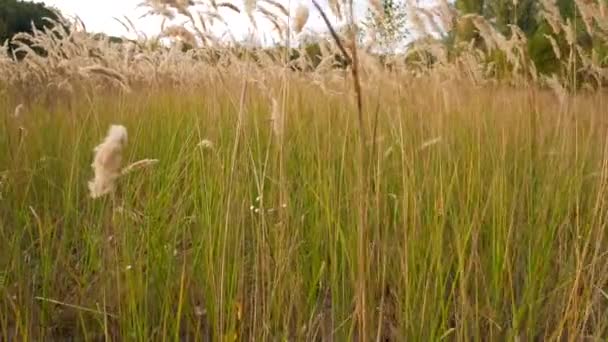 小穗和草在风中。穿过草地, 有人在偷. — 图库视频影像