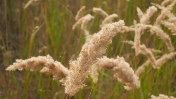 Spikelets ve çim rüzgarda. Spikelet ön planda odaklanmak. — Stok video