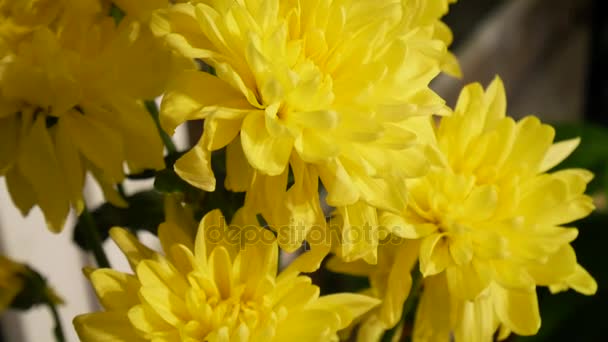 Gelbe Blüten. Chrysanthemen. Blumen im Inneren. — Stockvideo