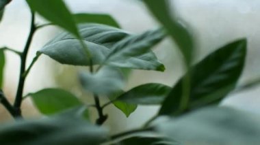 Yeşil bitki yaprakları ve yağmur pencerenin dışında. Odak ön yaprakları, arkaya geçer.