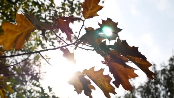 Las hojas otoñales sobre el árbol. A través de las hojas brilla el sol . — Vídeos de Stock