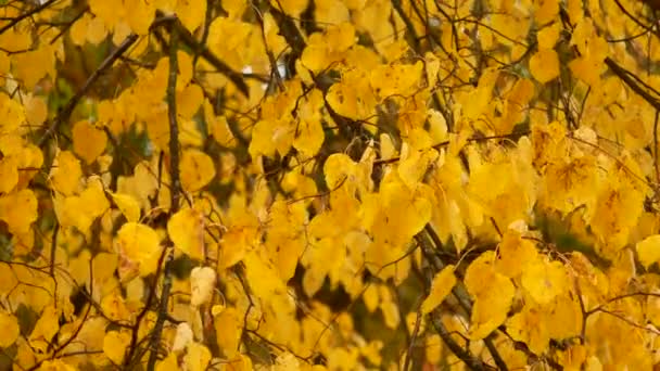 Outono caem folhas. No parque, todas as folhas ficam amarelas e caem sob as rajadas de vento. — Vídeo de Stock
