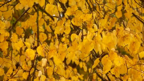 Automne chute des feuilles. Dans le parc, toutes les feuilles jaunissent et tombent sous les rafales du vent — Video