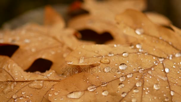 La hoja de roble está en el tocón. La gota de rocío en la sábana. Bosque de otoño — Vídeo de stock