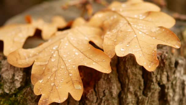 La hoja de roble está en el tocón. La gota de rocío en la sábana. Bosque de otoño — Vídeo de stock