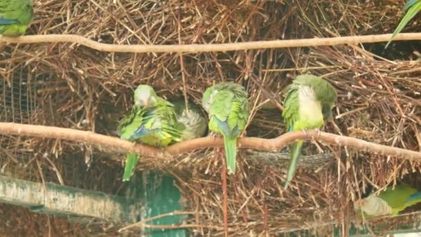 Un sacco di pappagalli. Gli uccelli verdi fortemente ruvidi con l'un l'altro. Video con suono . — Video Stock