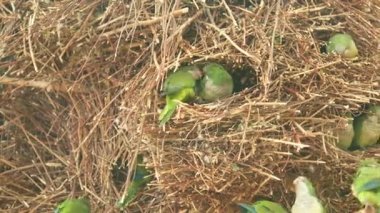 Bir sürü papağan. Yeşil kuşlar birbirleri ile güçlü kaba. Sesli video.