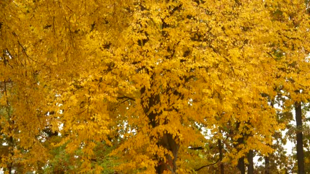 Automne chute des feuilles. Dans le parc, toutes les feuilles jaunissent et tombent sous les rafales du vent — Video