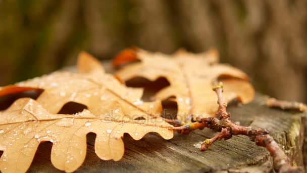 Na pařezu je dubový list. Dewdrop na listu. Podzimní les — Stock video