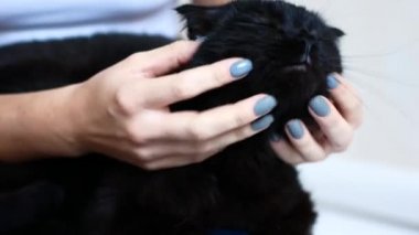 Güzel bir genç kız evinde dinleniyor. Siyah bir kedi bir kadının kollarında oturuyor