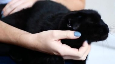 Güzel bir genç kız evinde dinleniyor. Siyah bir kedi bir kadının kollarında oturuyor