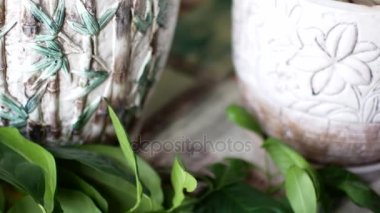 Limon yakın çekim yaprak. Ağaç dalları kırpılmış