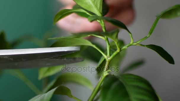 Un hombre está cortando una planta de la casa. El tipo corta las ramas del limón. — Vídeos de Stock