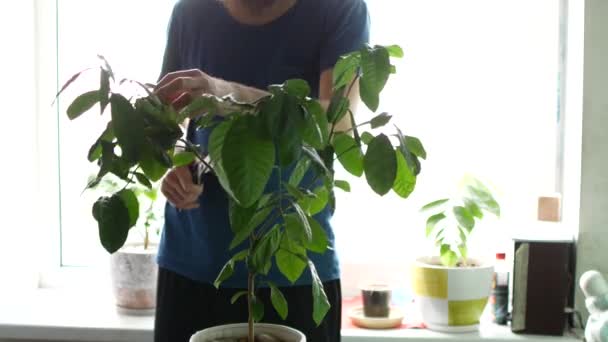 Ένας άνθρωπος κόβει ένα φυτό σπιτιού. Ο τύπος των κλάδων κόβει στο λεμόνι — Αρχείο Βίντεο
