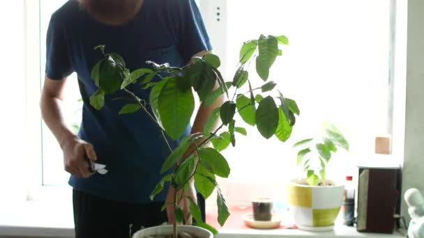 Un hombre está cortando una planta de la casa. El tipo corta las ramas del limón. — Vídeos de Stock