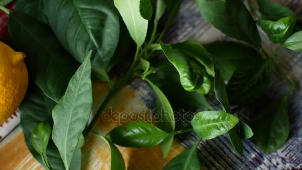 Lemon leaves close-up. Cropped tree branches — Stock Video