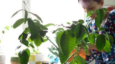 Kız houseplant yaprakları toz bezleri