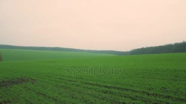 Ukrayna buğday alanında. Kış bitkileri.