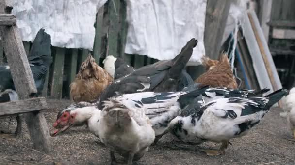 Enten im Dorf. Gruppe einheimischer Vögel. — Stockvideo