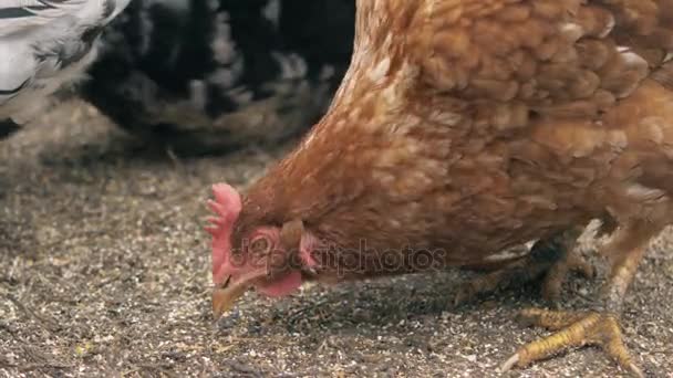 Chicken pecking grain on the farm. — Stock Video