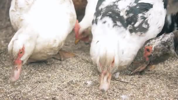 Качки в селі. група домашніх птахів . — стокове відео