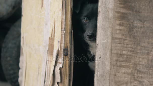 Un cane del villaggio custodisce un cortile e una casa . — Video Stock