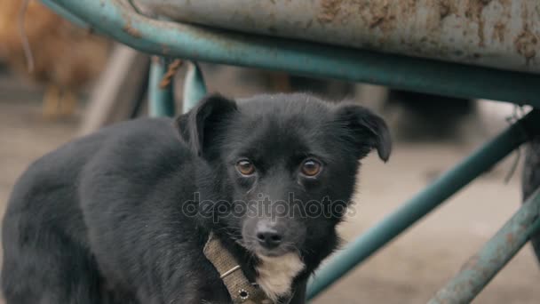 Un perro de pueblo guarda un patio y una casa . — Vídeos de Stock