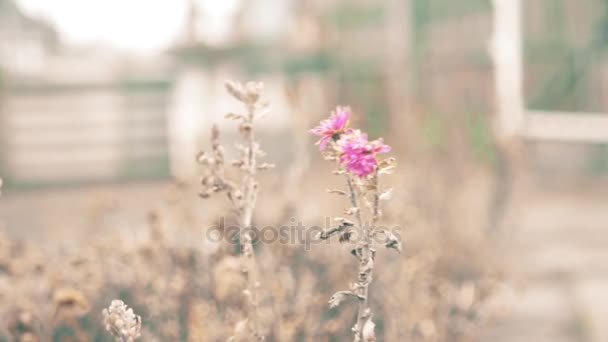 Fiore di crisantemo ed erbe secche con vento invernale . — Video Stock