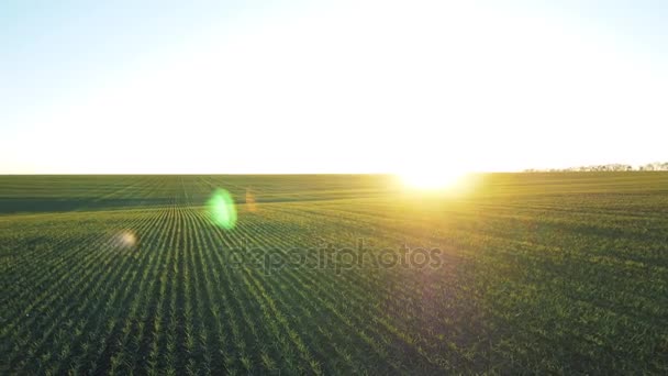 Pšeničné pole na Ukrajině na jaře. — Stock video