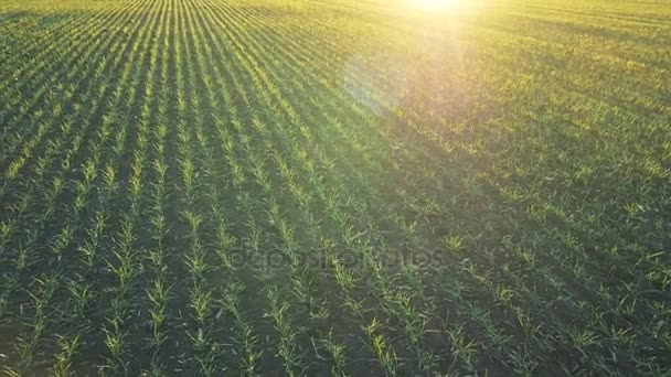 Campo de trigo en Ucrania en la primavera . — Vídeos de Stock