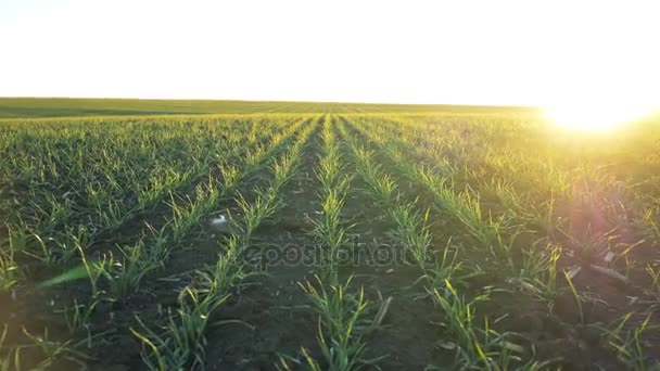 Campo de trigo en Ucrania en la primavera . — Vídeos de Stock