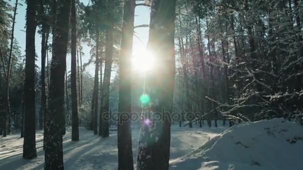 Fabulosa floresta de inverno, tempestade de neve no pinho floresta de inverno — Vídeo de Stock