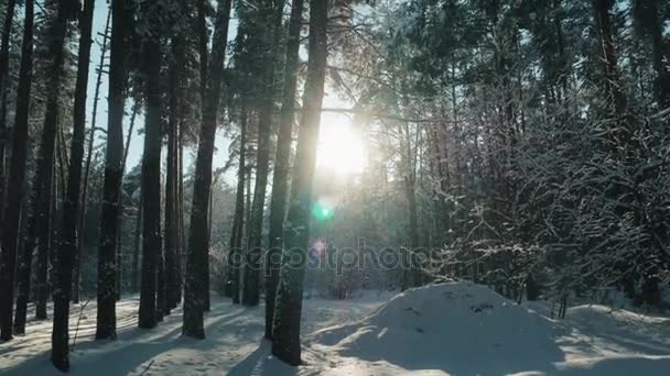 Favolosa foresta invernale, tempesta di neve nella foresta invernale di pini — Video Stock