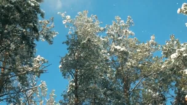 Fabuloso bosque de invierno, tormenta de nieve en el bosque de invierno de pinos — Vídeo de stock