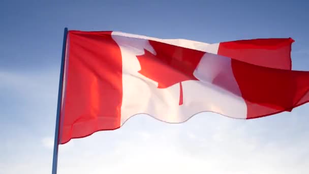 Flaga Kanady machająca w wietrzny dzień. Czerwony i biały, kolory liści klonu — Wideo stockowe