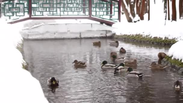 Patos nadan en el estanque de invierno — Vídeos de Stock