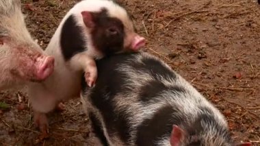 Çiftlik hayvanları, koyun keçi ve domuz.